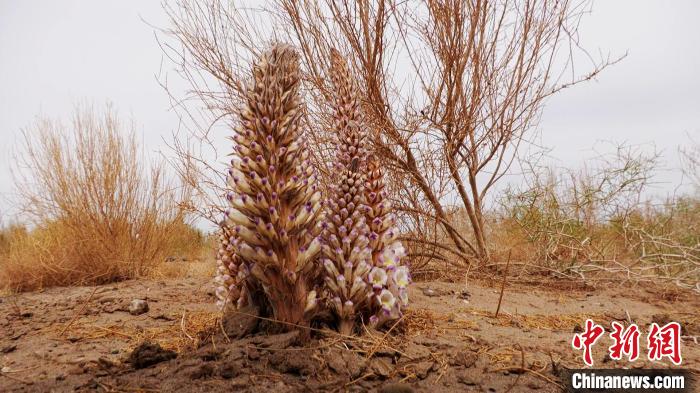 北京老王“邂逅”内蒙古额济纳 8年植绿31万亩