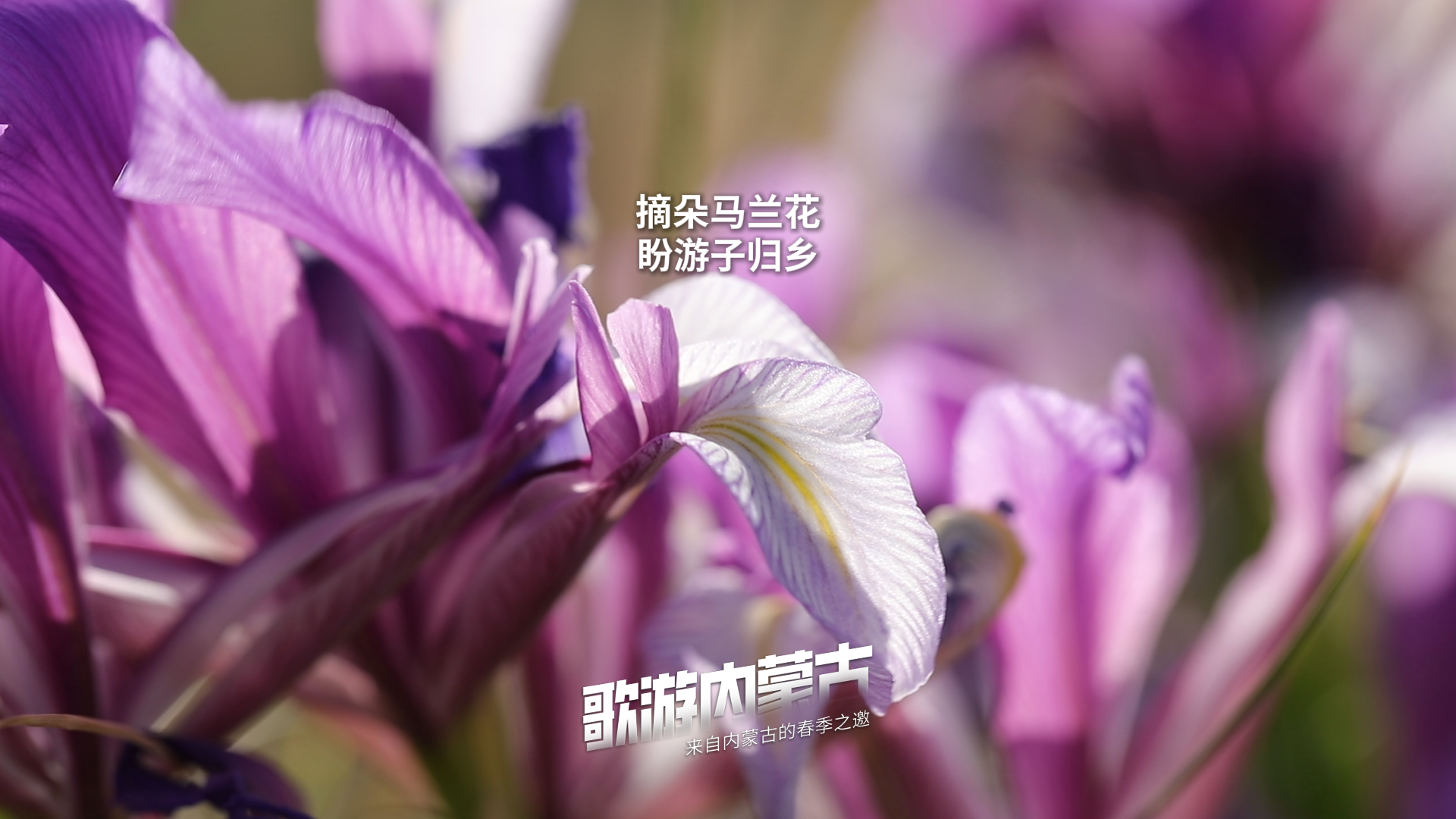 摘朵马兰花 盼游子归乡