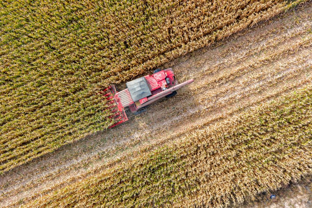 内蒙古乌拉特前旗：金秋玉米迎丰收