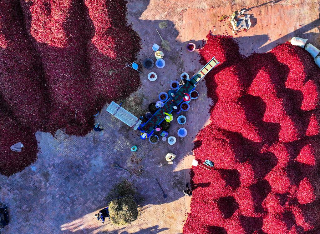 内蒙古通辽：火红干椒迎丰收