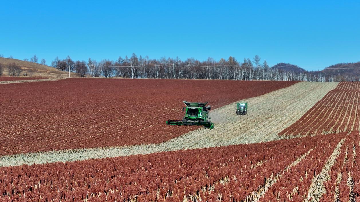 内蒙古呼伦贝尔：高粱“红” 粮袋“丰”