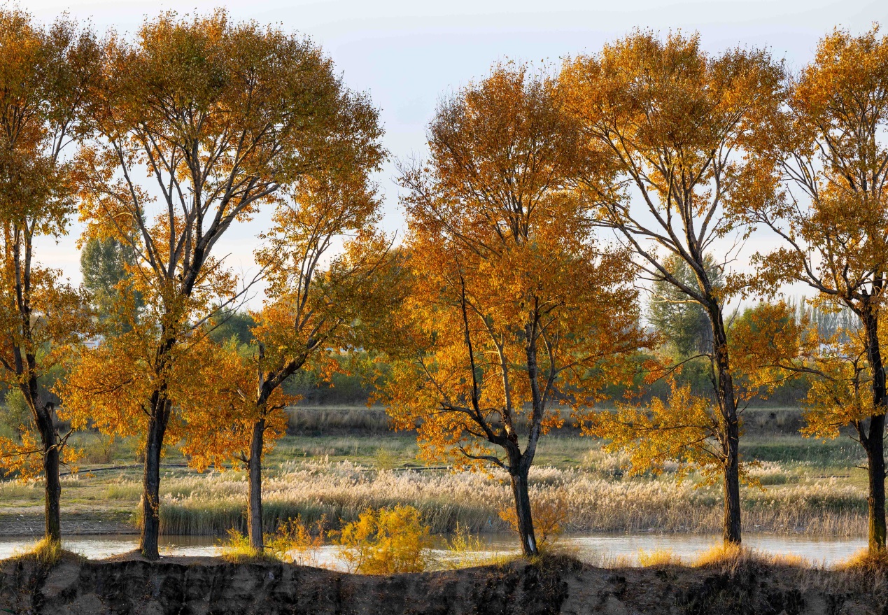 呼和浩特：郊野公园 秋色浸染