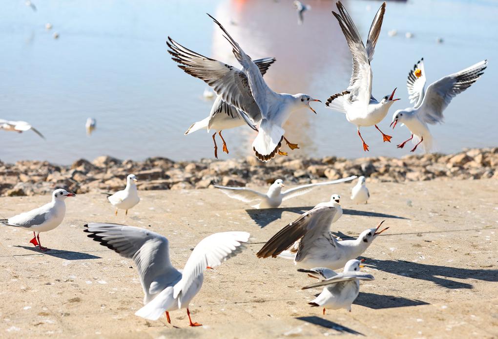 秋日乌海 人鸥同乐