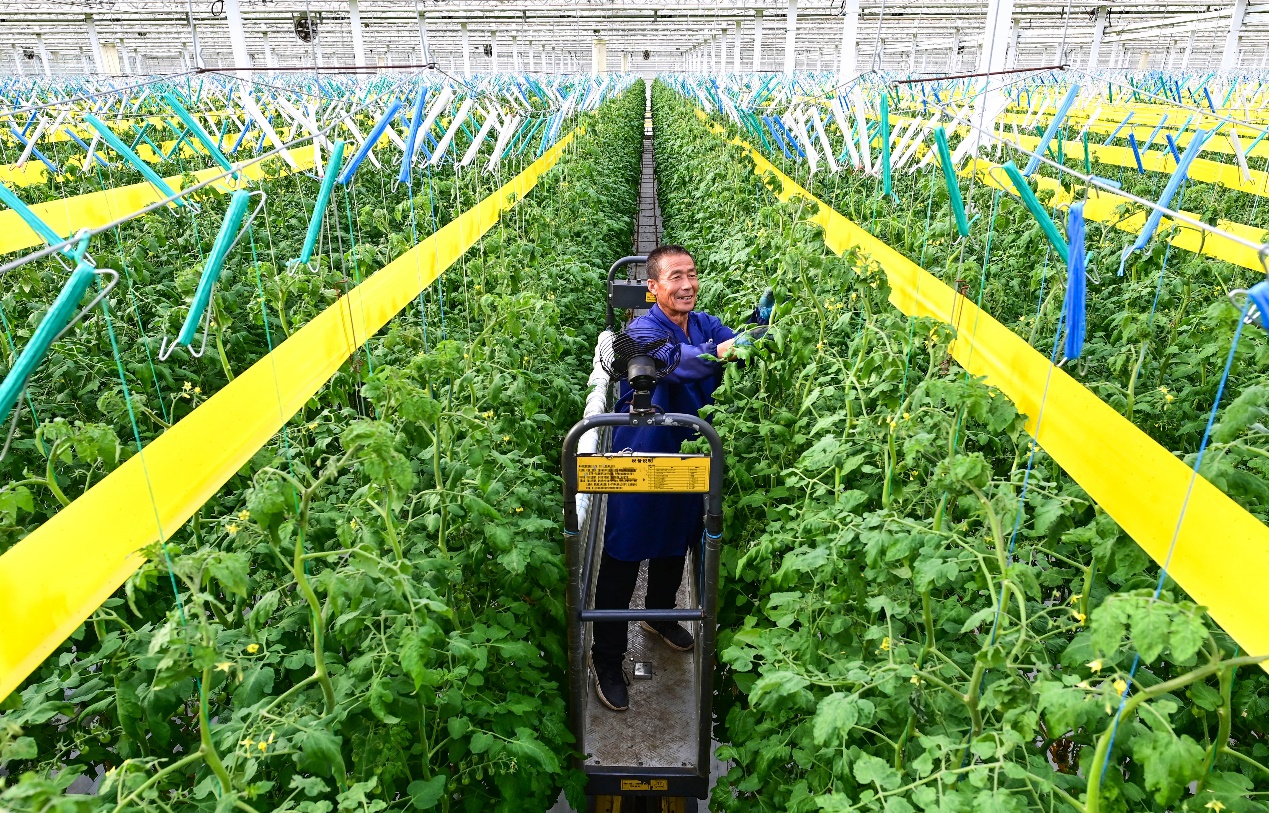 内蒙古乌兰察布：数智赋能 农业增效