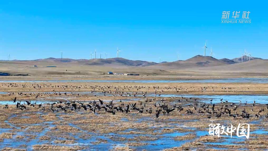 内蒙古：冰雪消融 候鸟迁徙