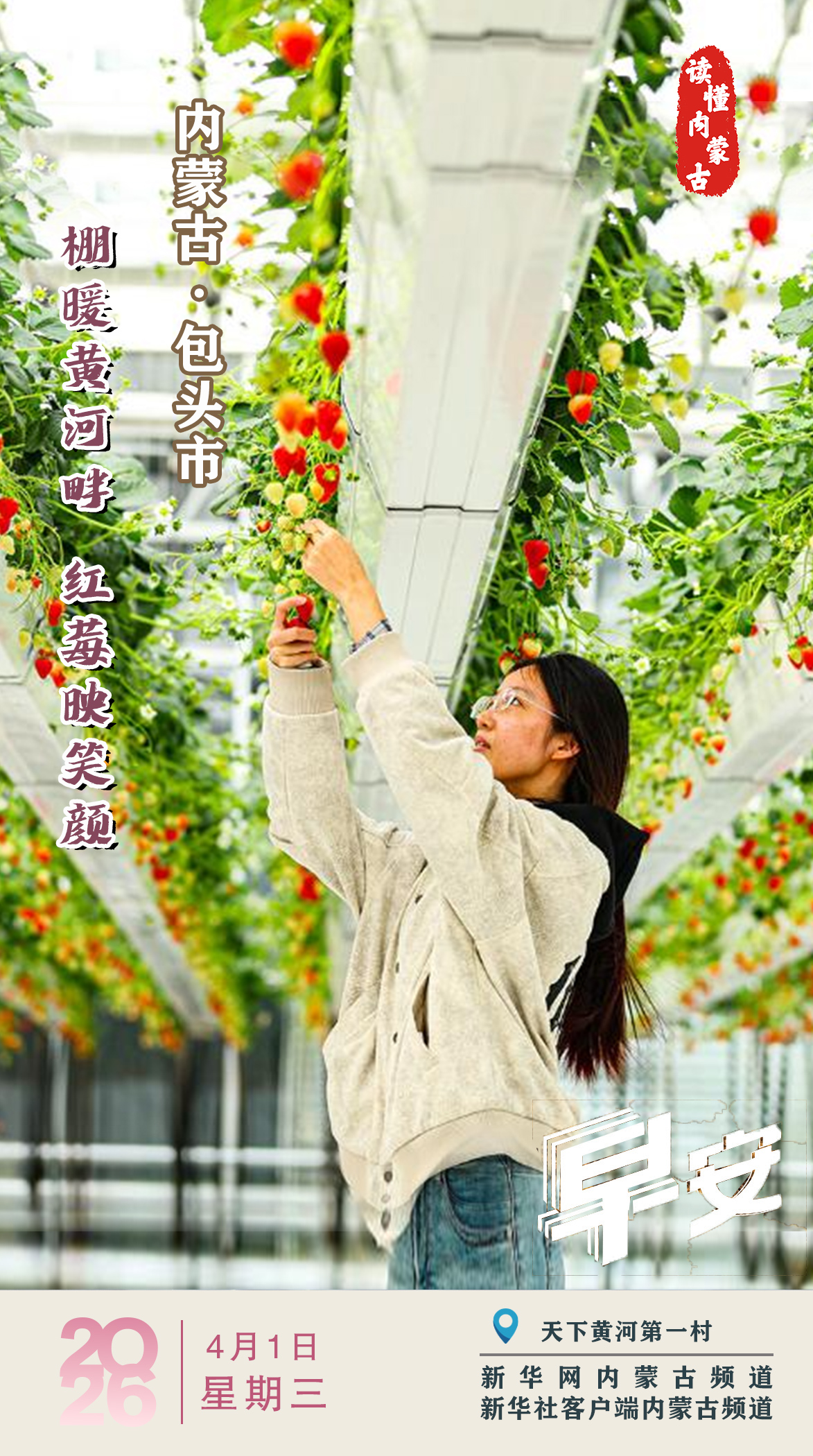 读懂内蒙古｜棚暖黄河畔 红莓映笑颜 包头市