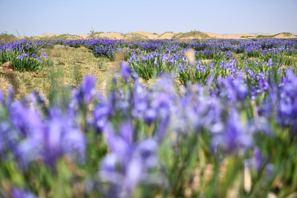 库布其沙漠初夏即景