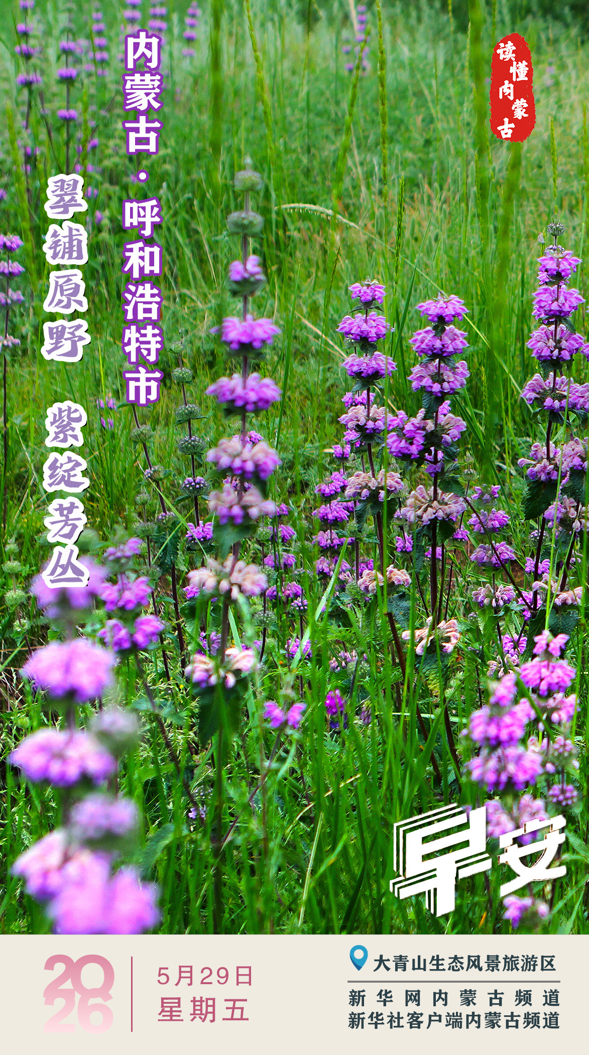 读懂内蒙古丨翠铺原野 紫绽芳丛 呼和浩特市