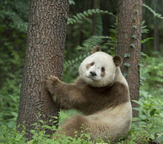 秦岭发现棕白色大熊猫 30年仅发现5次