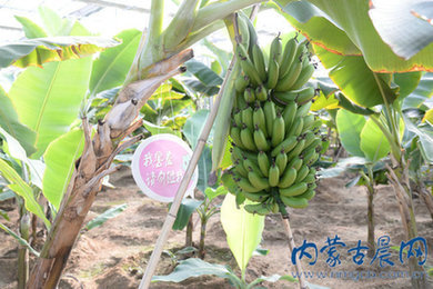 新华网内蒙古频道 | 新华社内蒙古分社新闻资讯